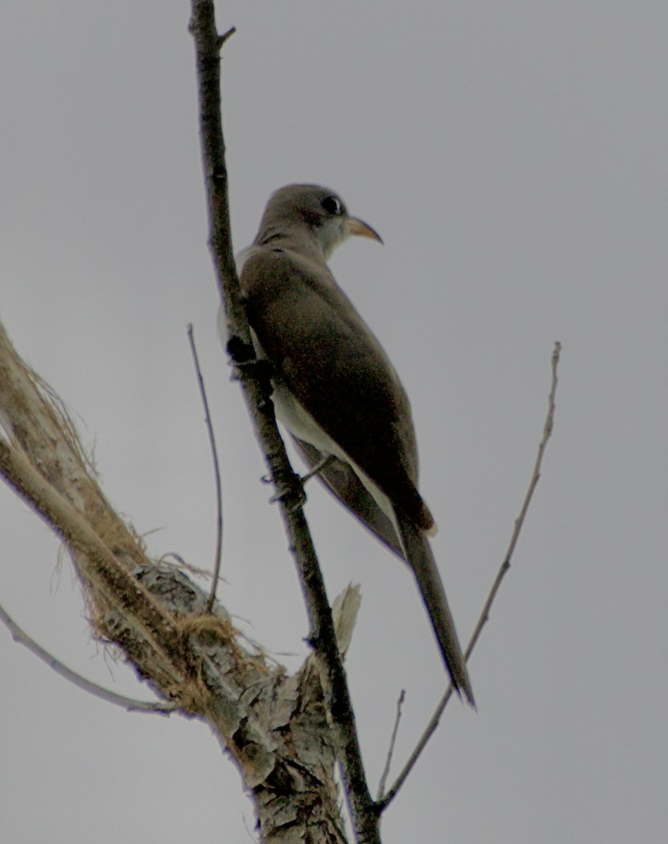 Yellow-billed Cuckoo - ML620721325