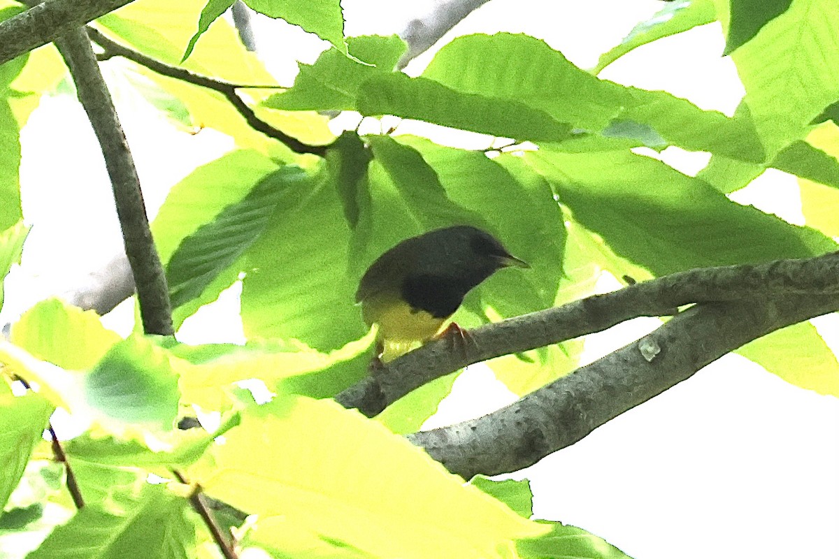 Mourning Warbler - Joanne Morrissey