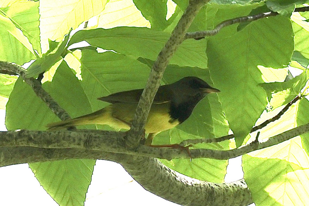 Mourning Warbler - ML620721332