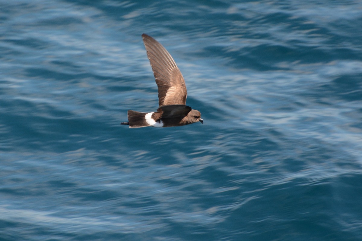 Elliot's Storm-Petrel - ML620721340