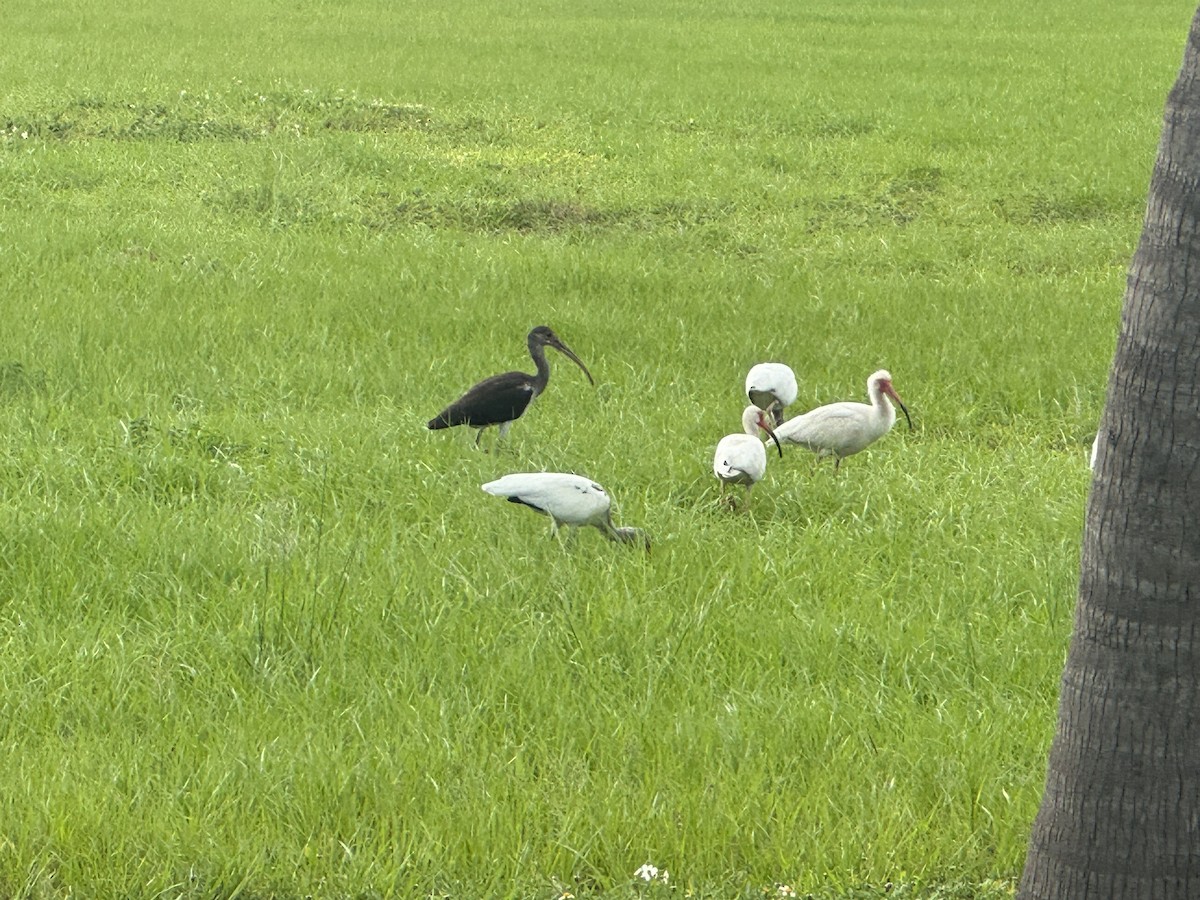 ibis bílý - ML620721351