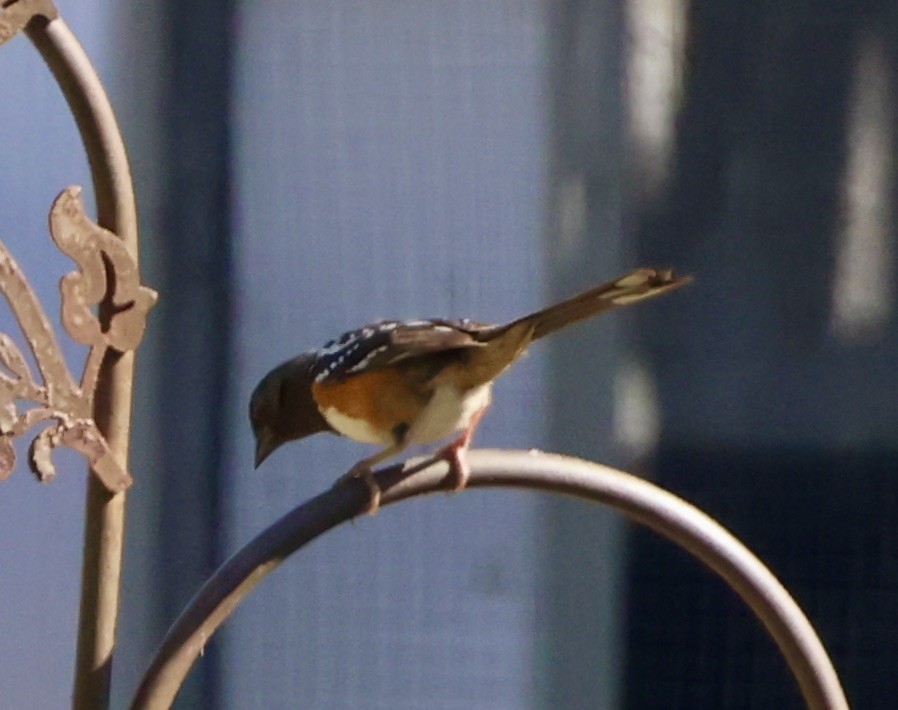 Spotted Towhee - ML620721355