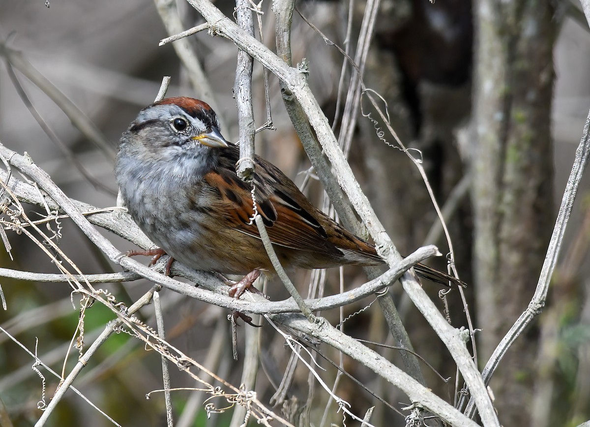 Swamp Sparrow - ML620721357