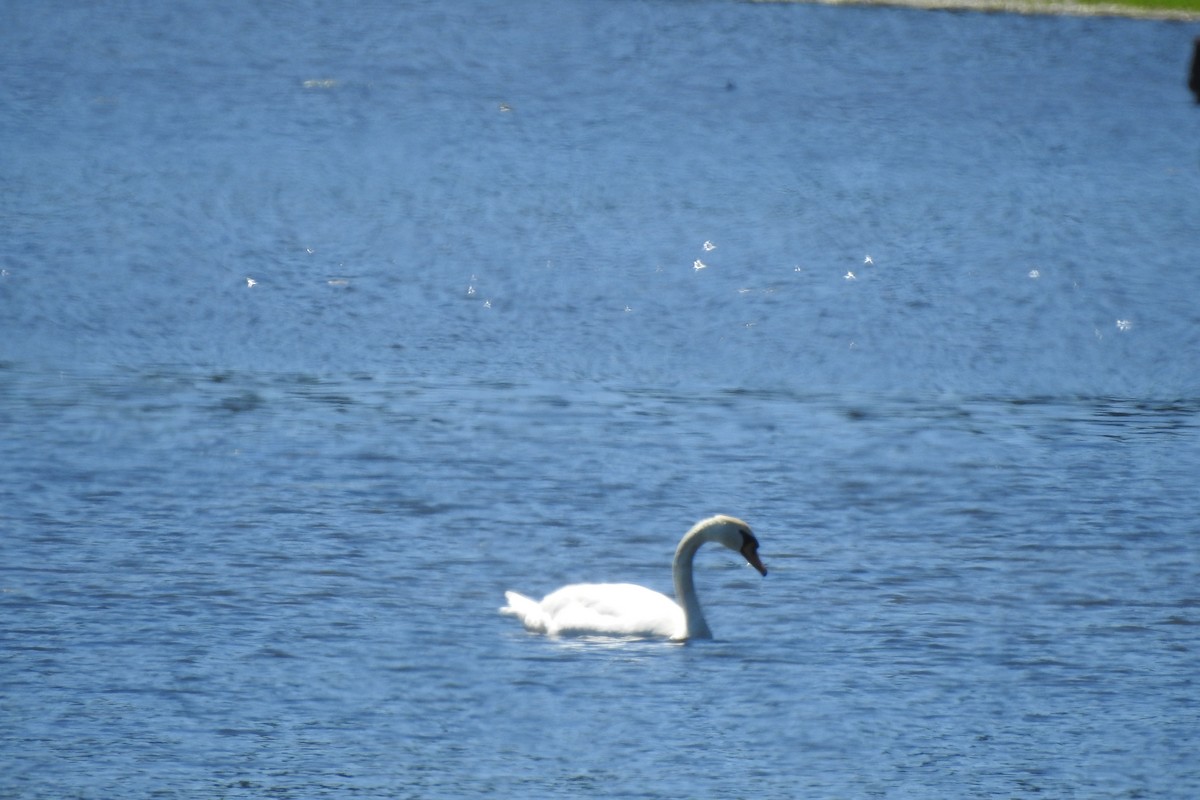 Mute Swan - ML620721358