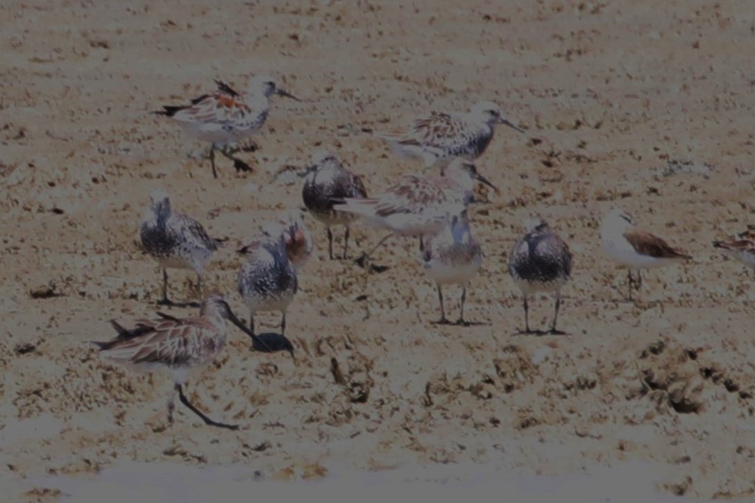 Great Knot - ML620721359