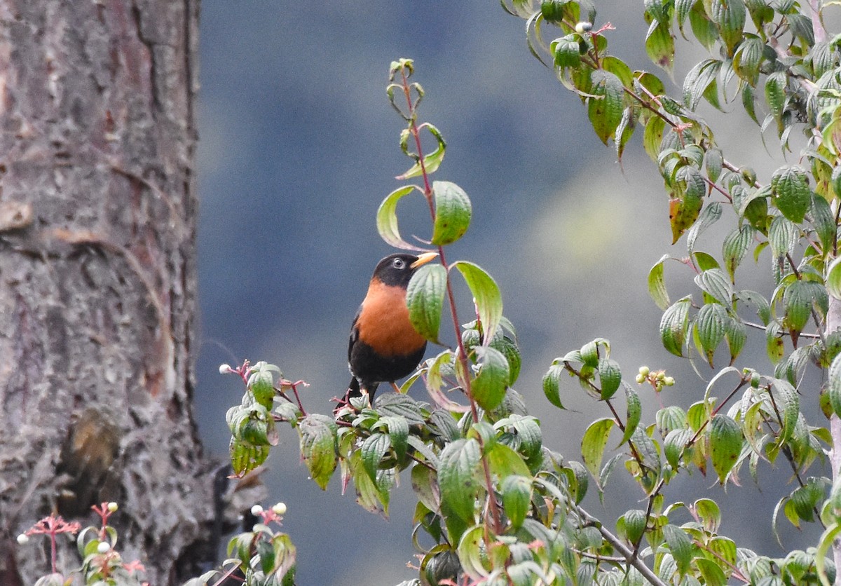 Rufous-collared Robin - ML620721373