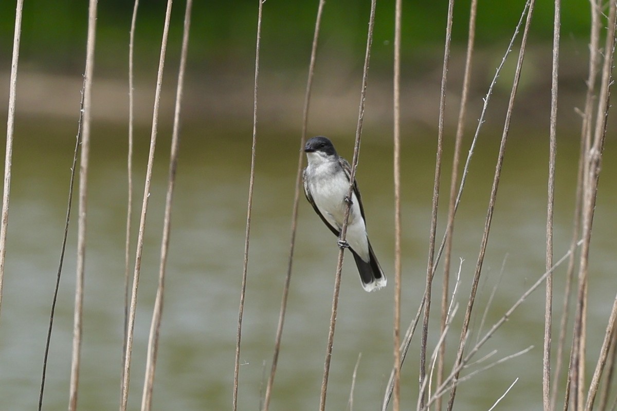 Eastern Kingbird - ML620721377