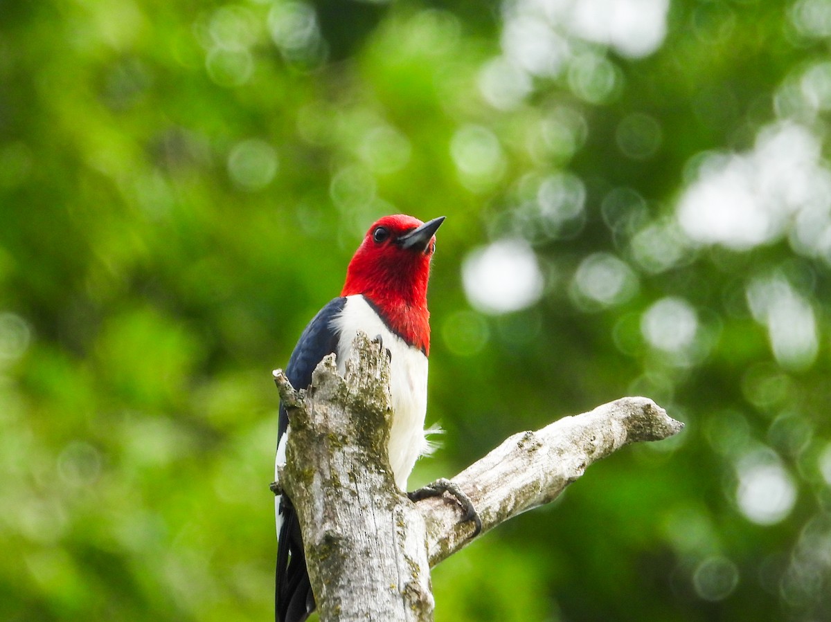 Pic à tête rouge - ML620721388