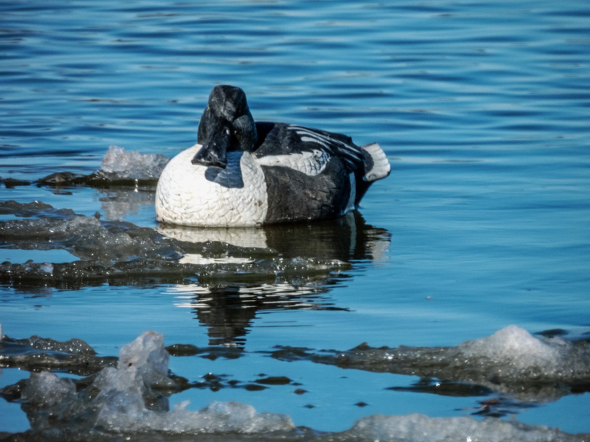 Common Goldeneye - ML620721389