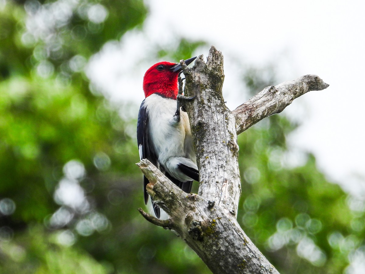 Red-headed Woodpecker - ML620721390