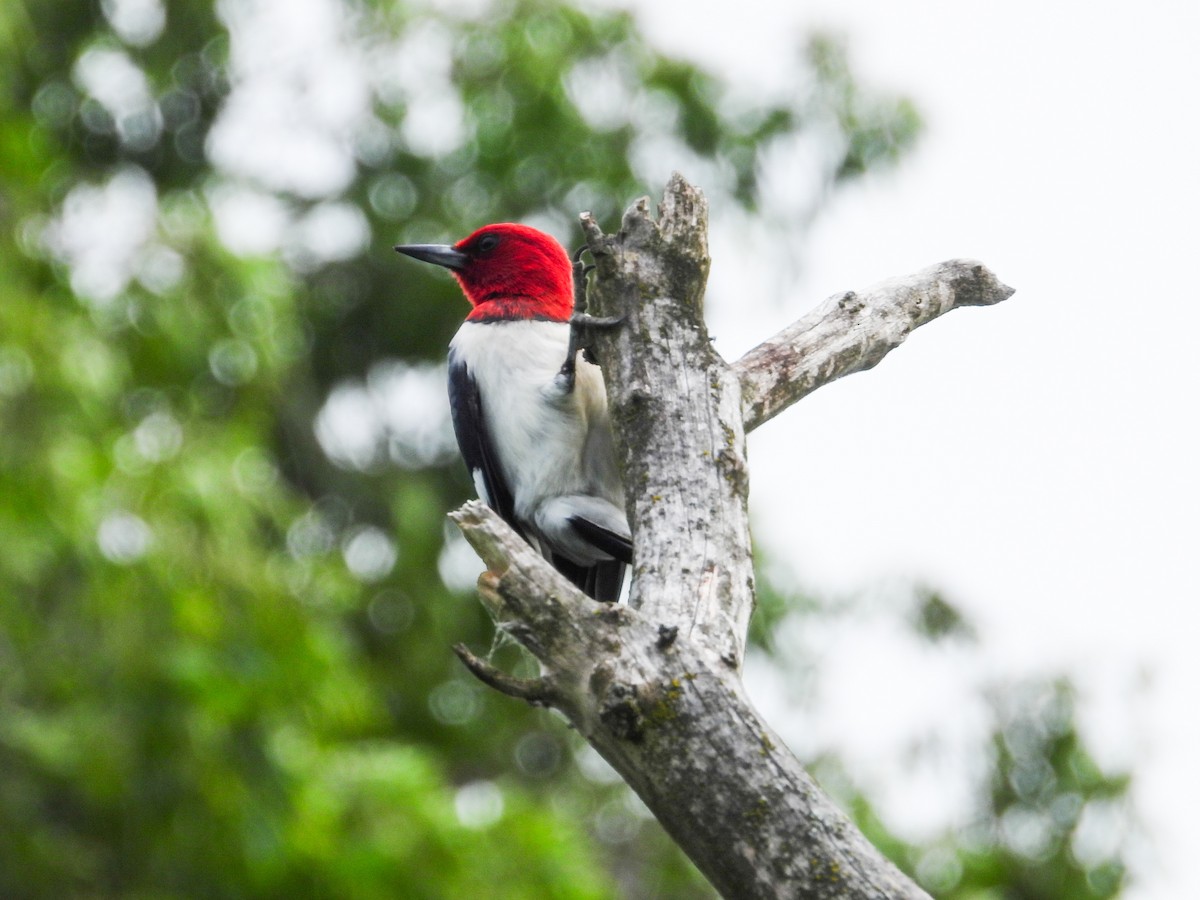 Red-headed Woodpecker - ML620721391