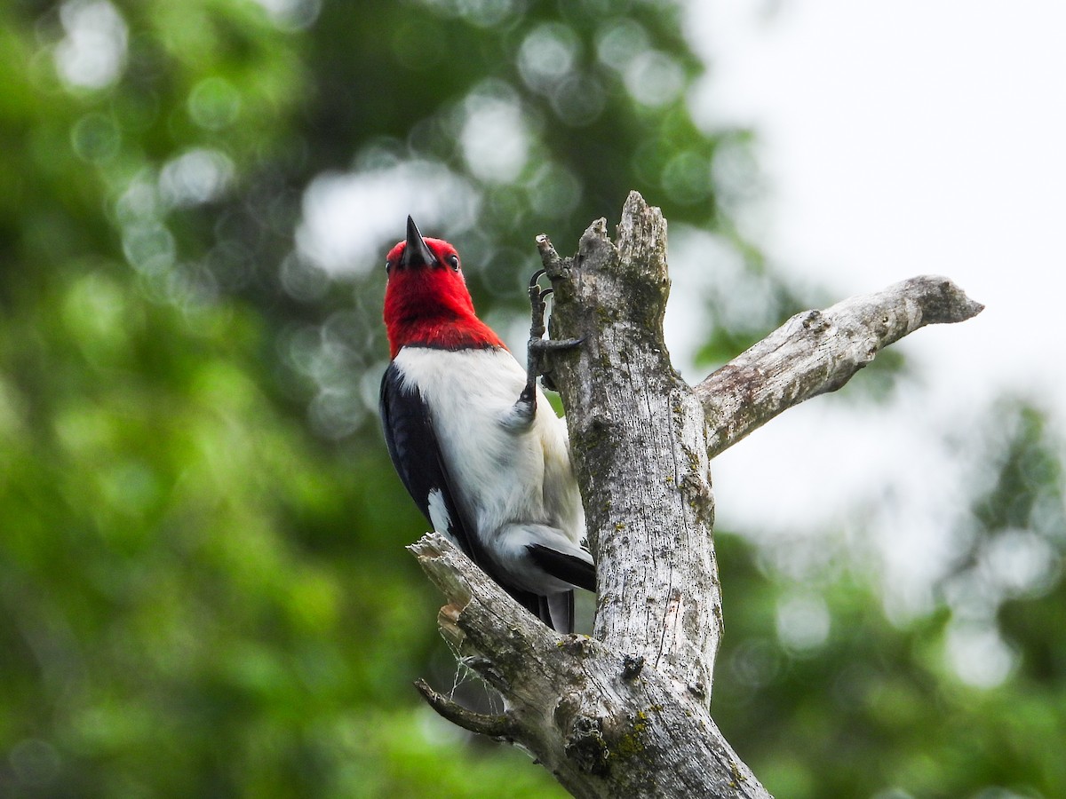 Red-headed Woodpecker - ML620721392