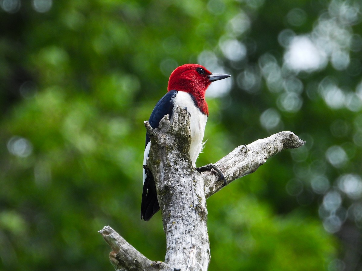 Red-headed Woodpecker - Haley Gottardo