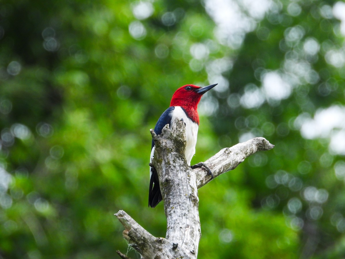 Red-headed Woodpecker - ML620721395