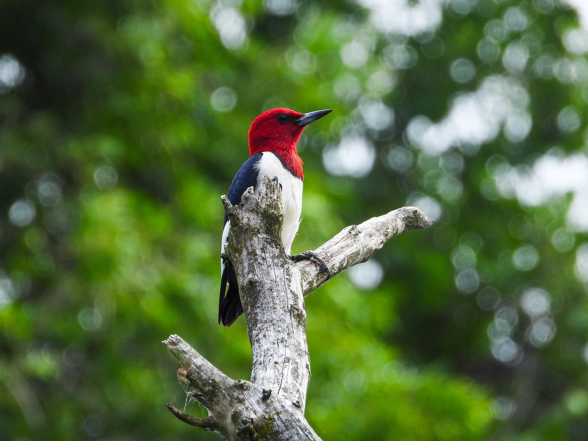 Red-headed Woodpecker - ML620721396