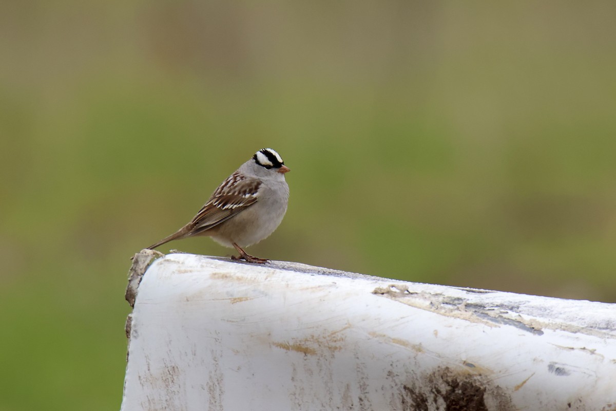 White-crowned Sparrow - ML620721397