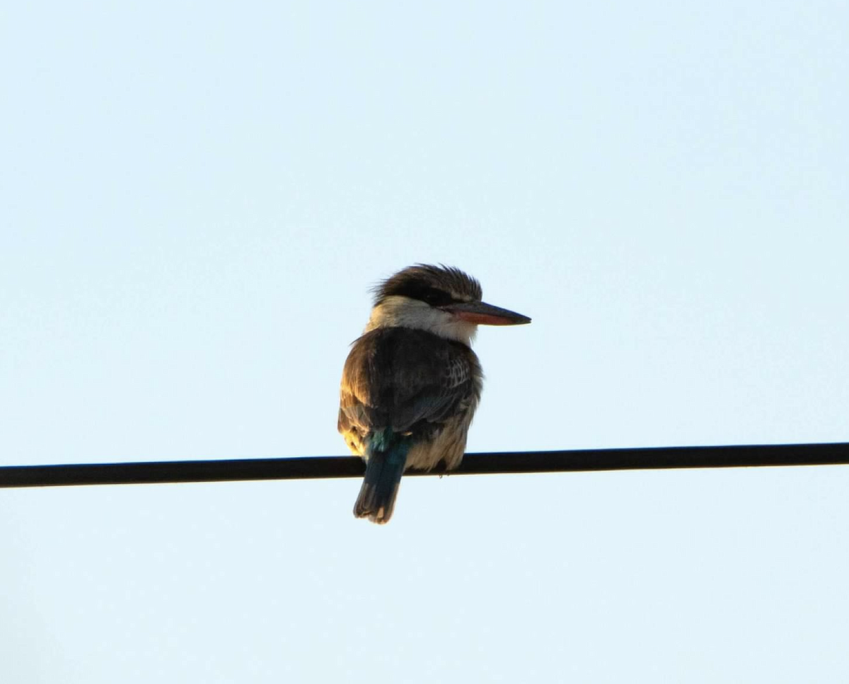 Striped Kingfisher - ML620721403