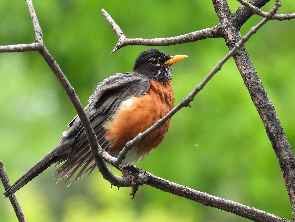 American Robin - ML620721404