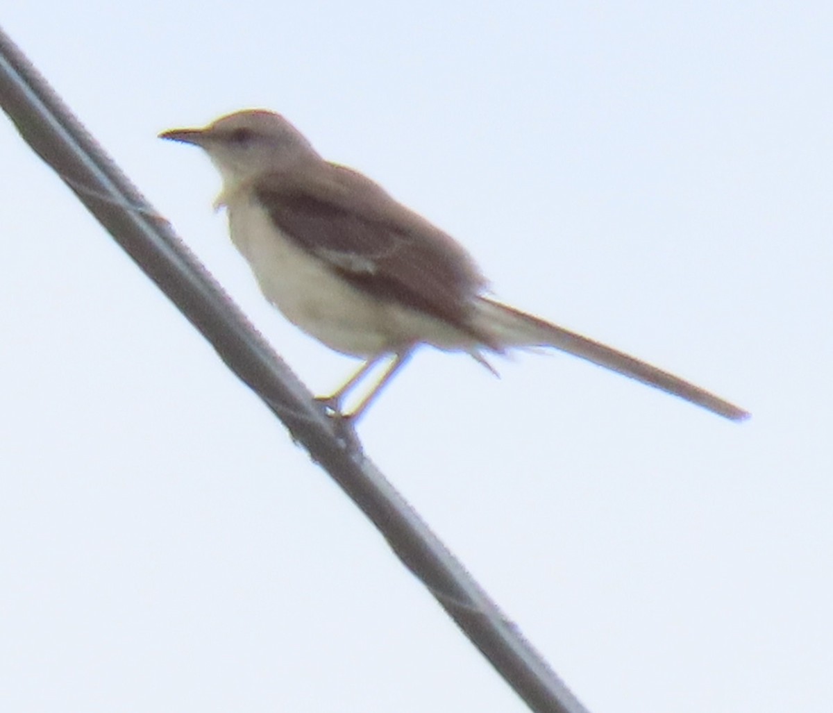 Northern Mockingbird - ML620721405