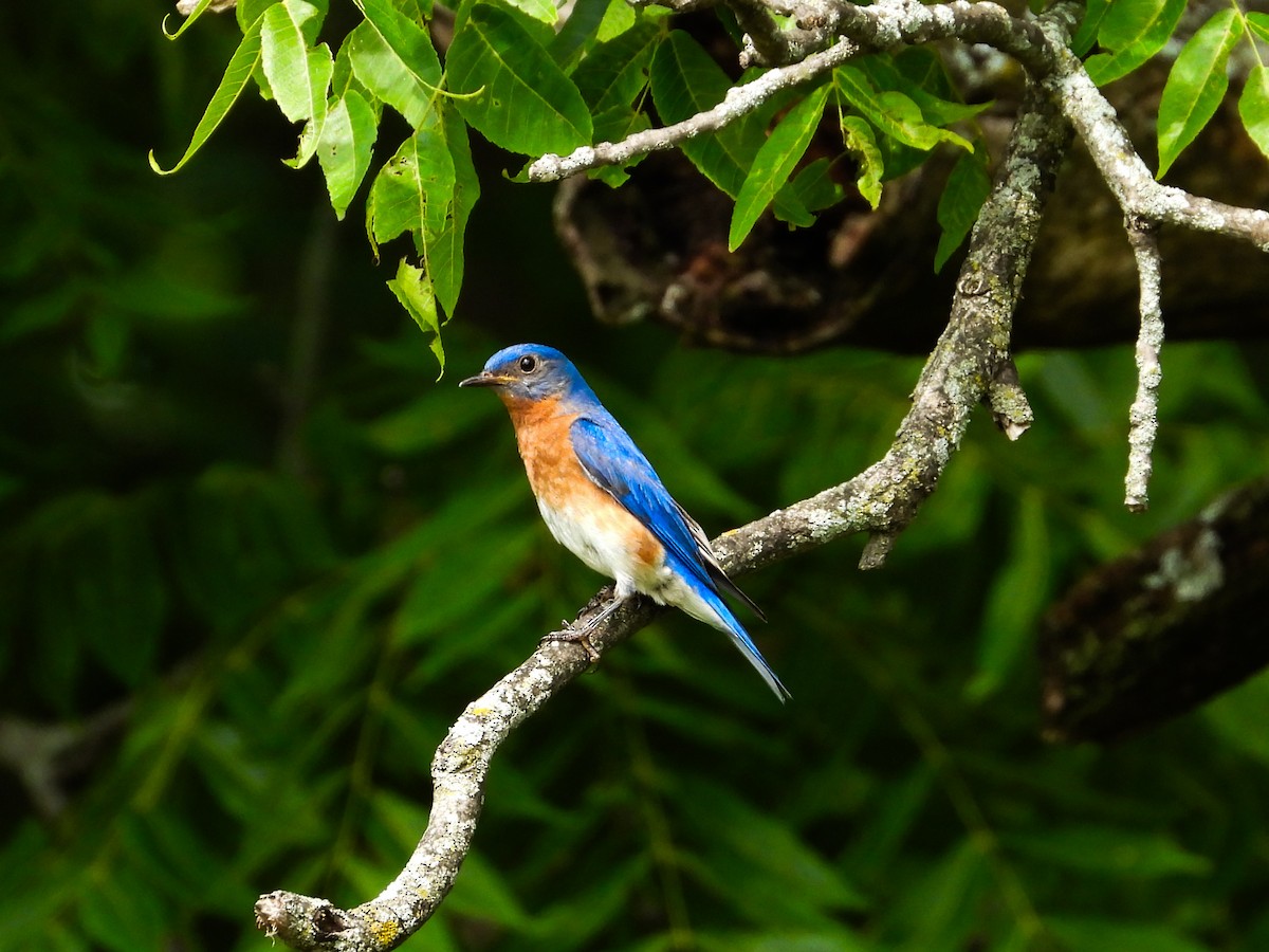 Eastern Bluebird - ML620721406