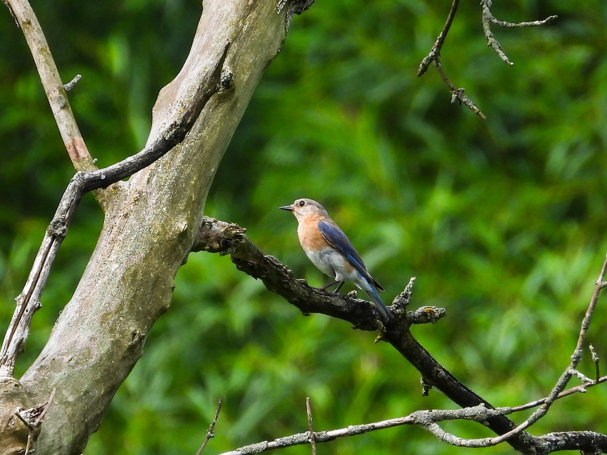 Eastern Bluebird - ML620721407