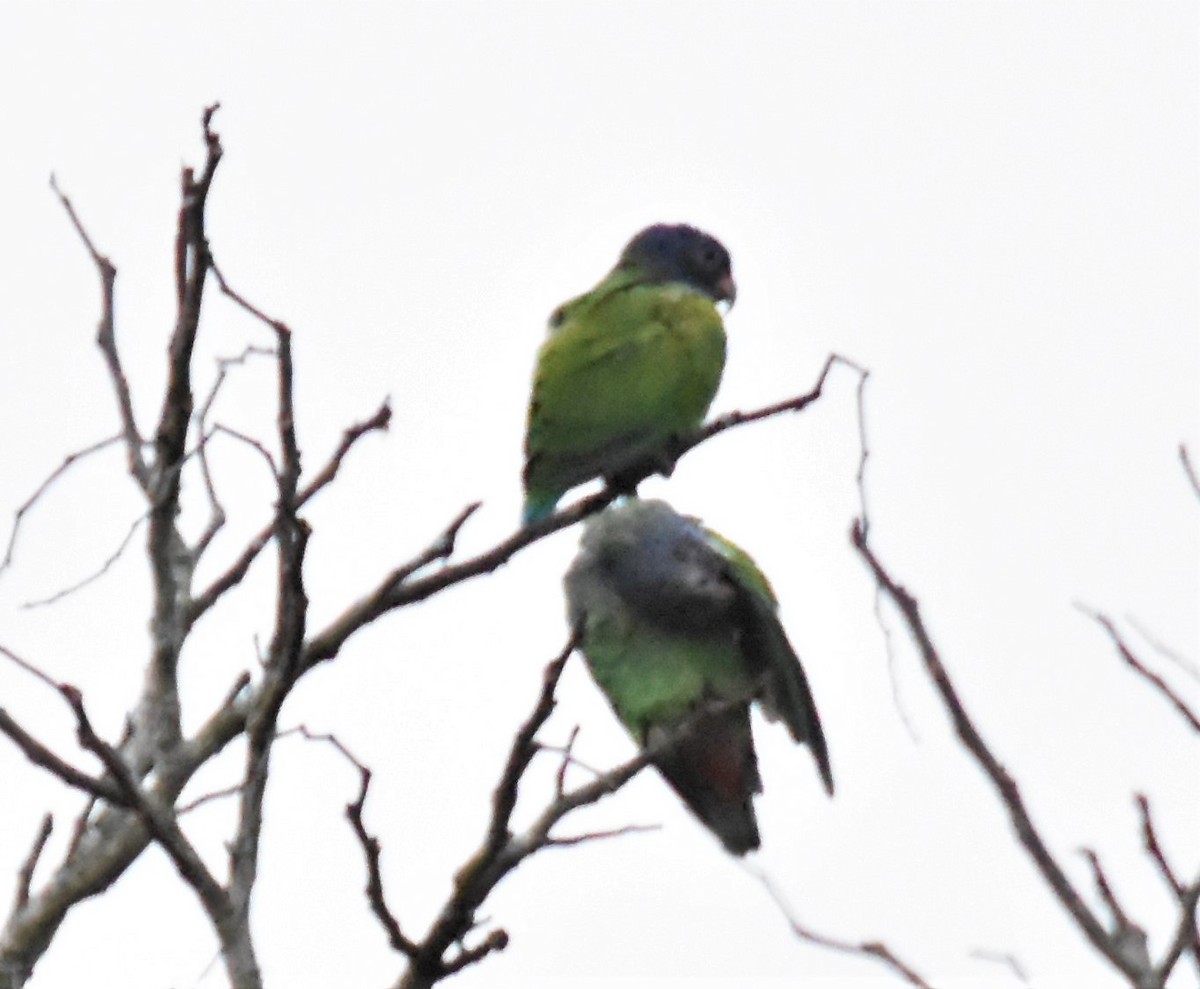 Blue-headed Parrot - ML620721410