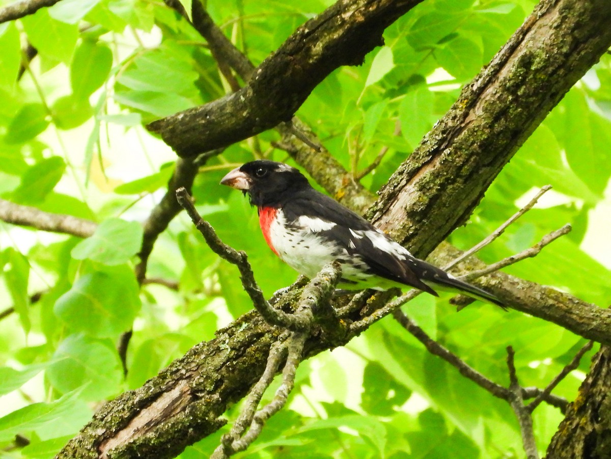 Rose-breasted Grosbeak - ML620721414