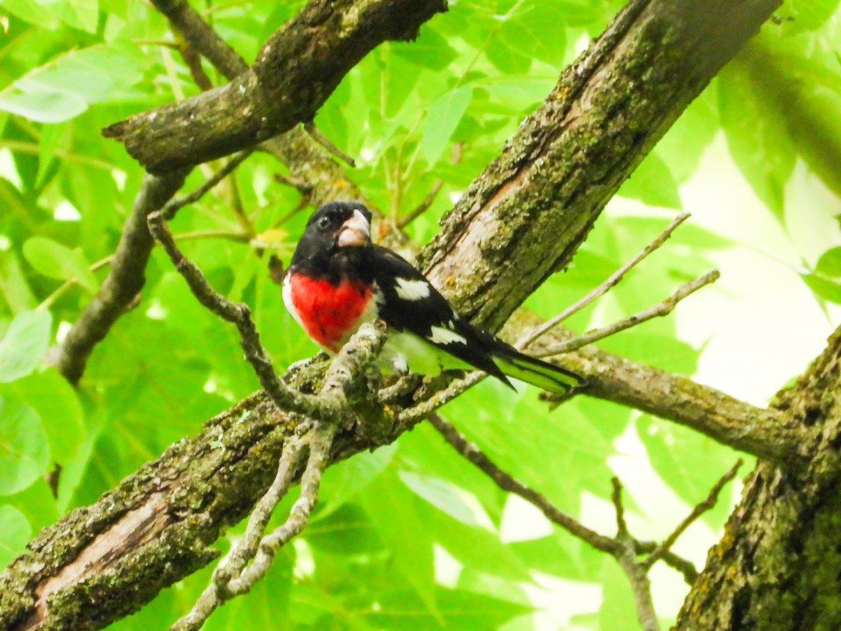 Rose-breasted Grosbeak - ML620721415