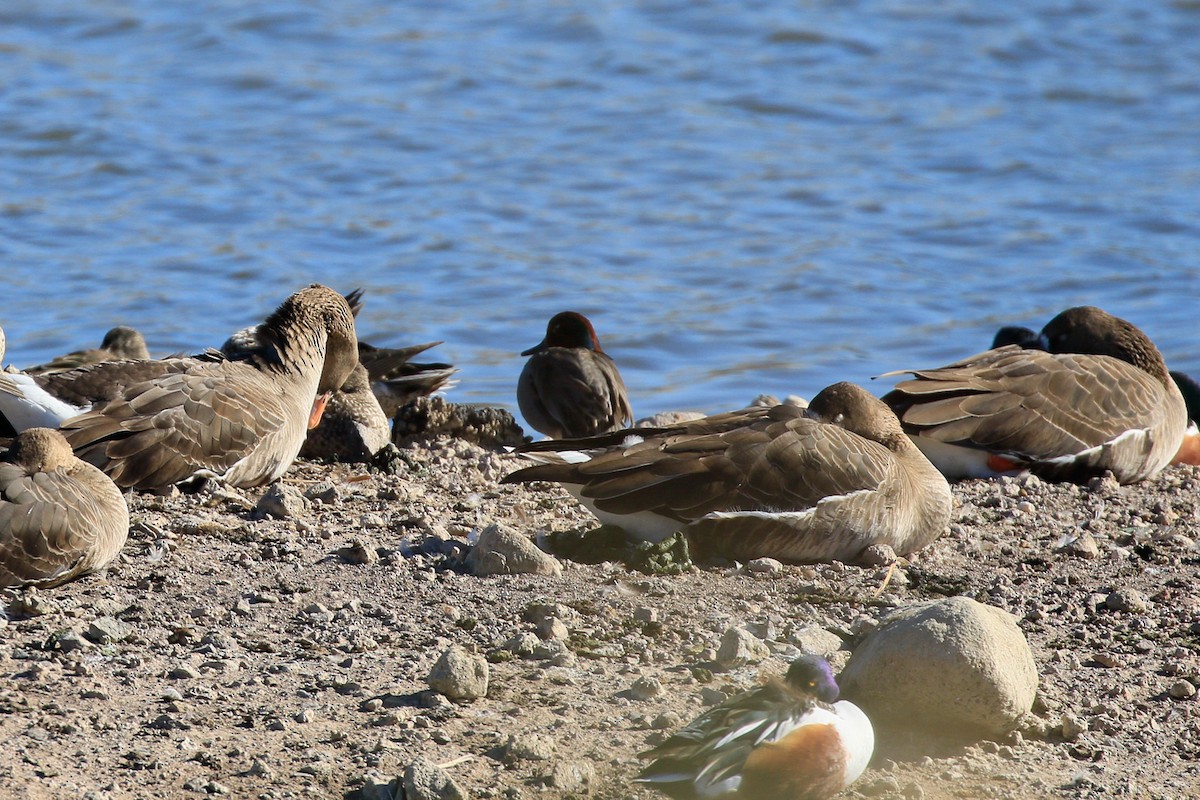 Greater White-fronted Goose - ML620721416