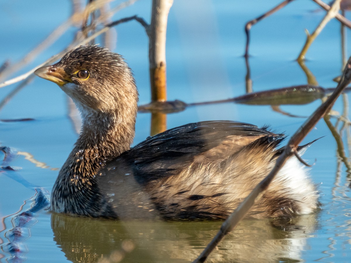 Pied-billed Grebe - ML620721417