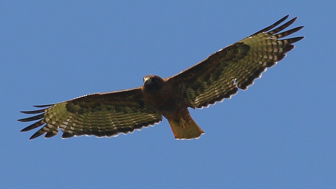 káně rudochvostá (ssp. calurus/alascensis) - ML620721420