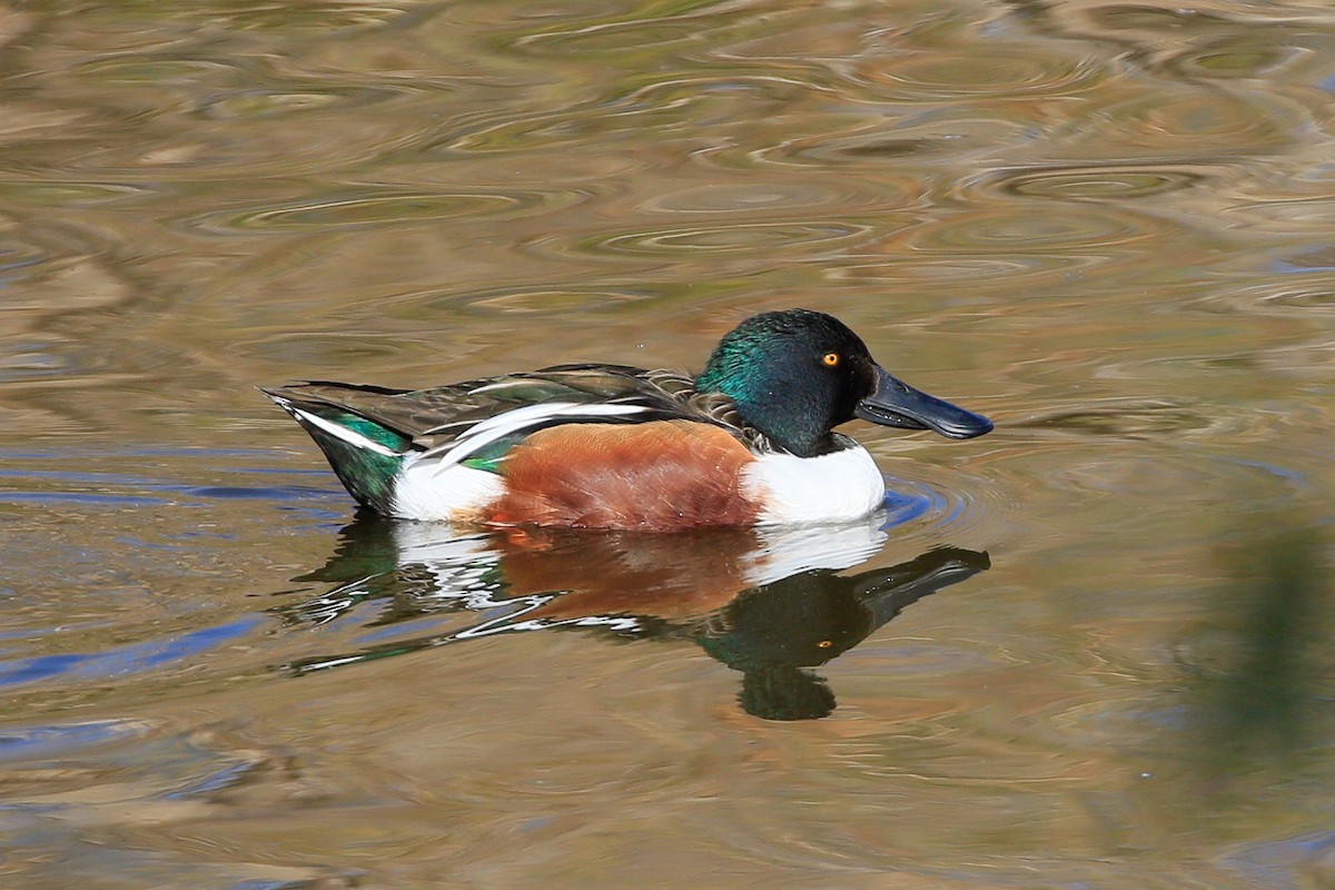 Northern Shoveler - Sean Smith