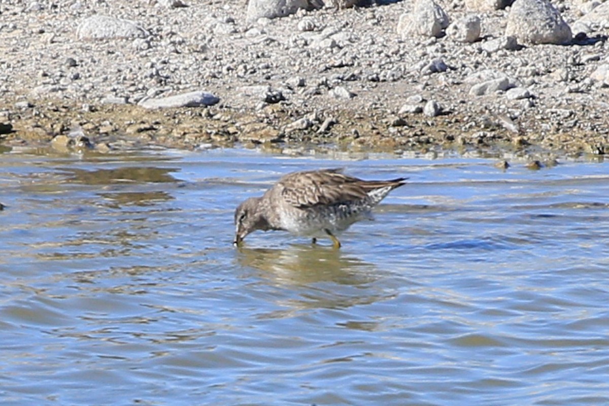 Long-billed Dowitcher - ML620721440