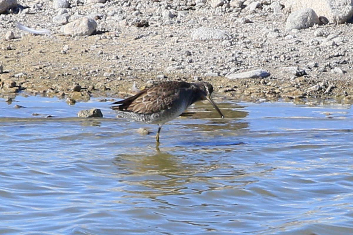 langnebbekkasinsnipe - ML620721442