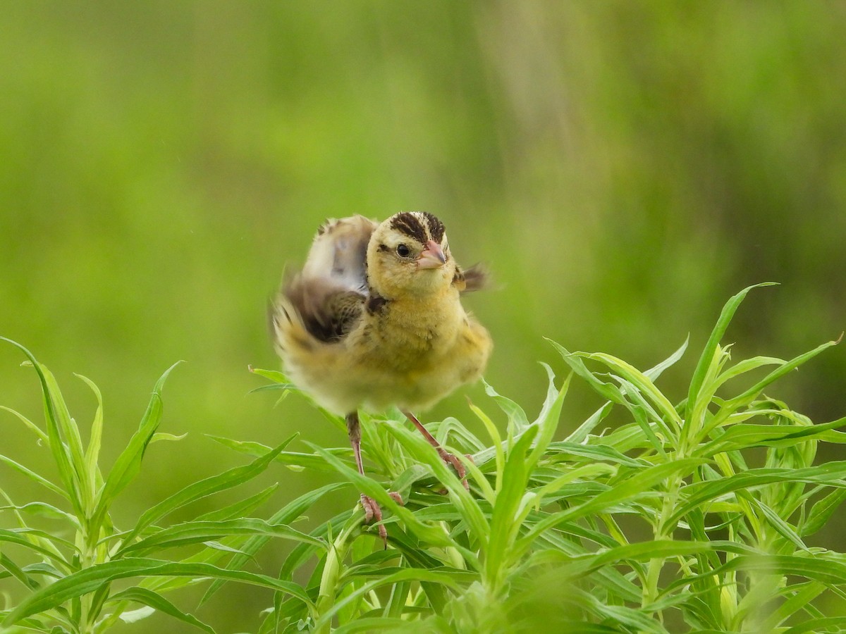 Bobolink - ML620721457