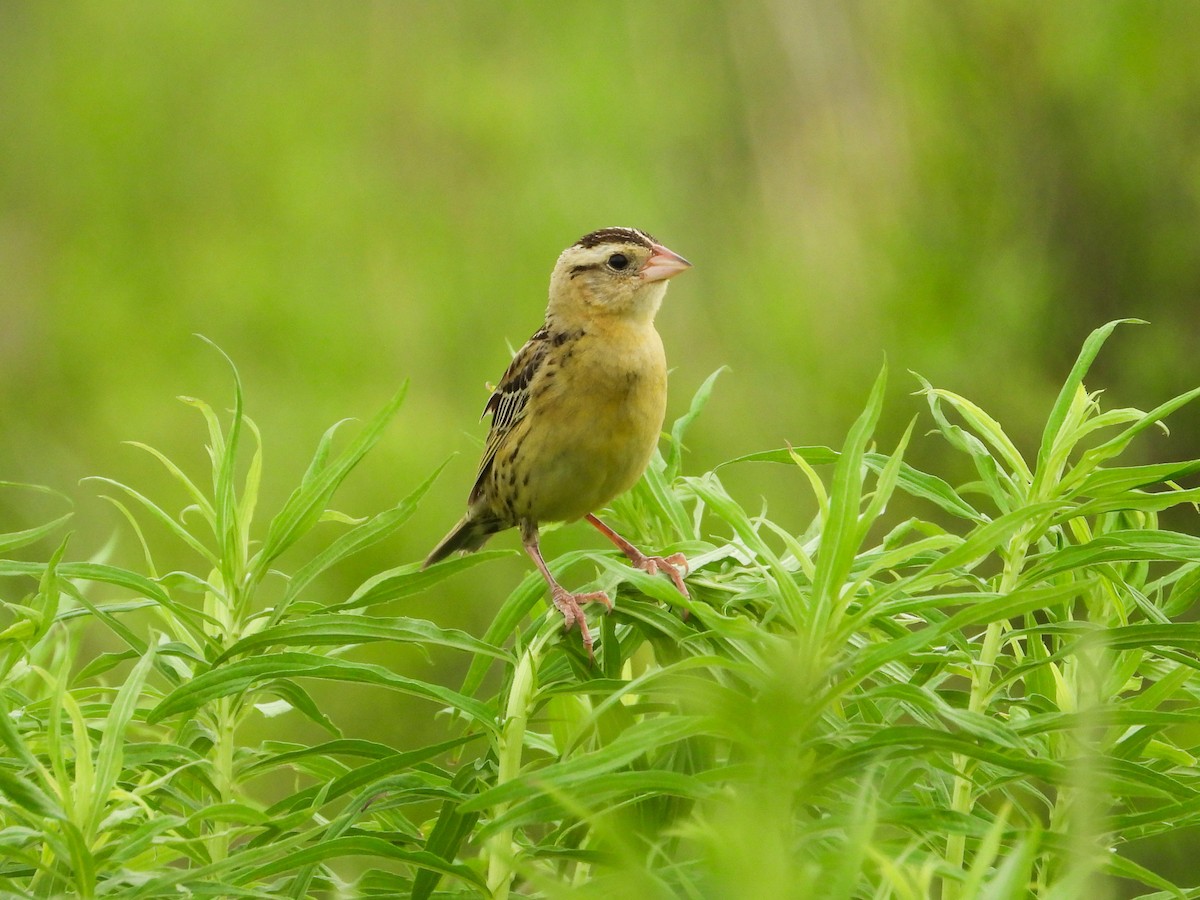 Bobolink - ML620721458