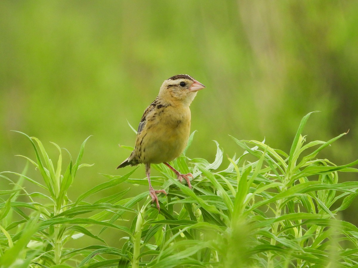 Bobolink - ML620721460