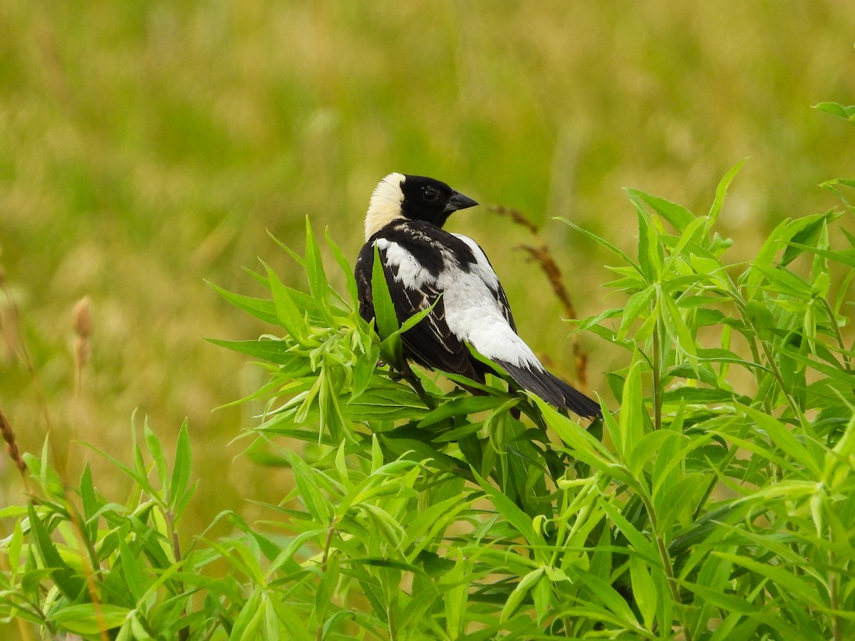 Bobolink - ML620721461