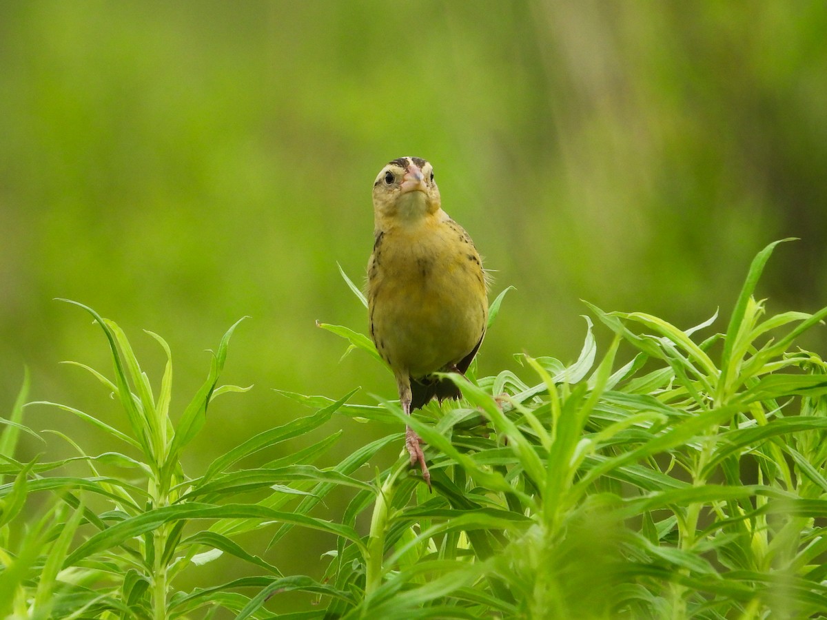 Bobolink - ML620721463