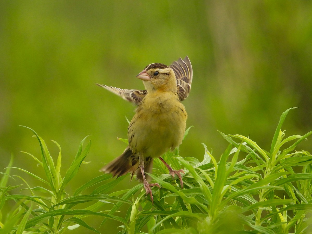 Bobolink - ML620721465