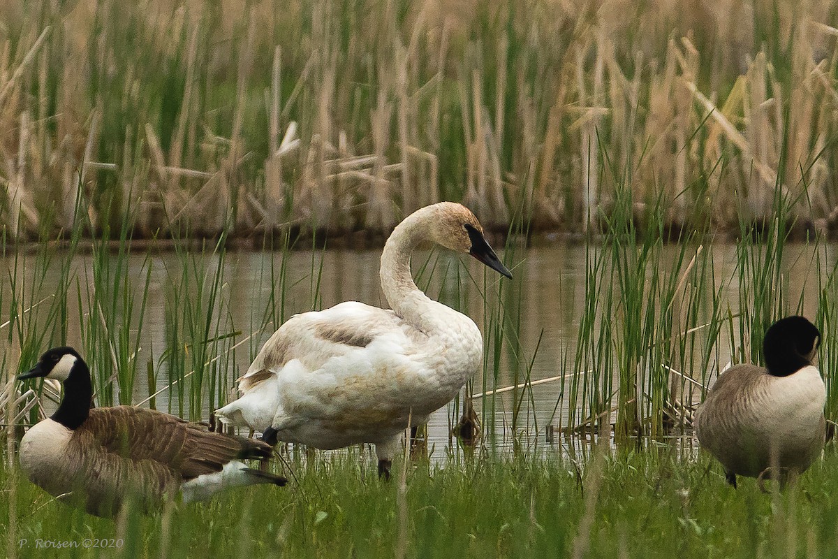 Trumpeter Swan - ML620721472