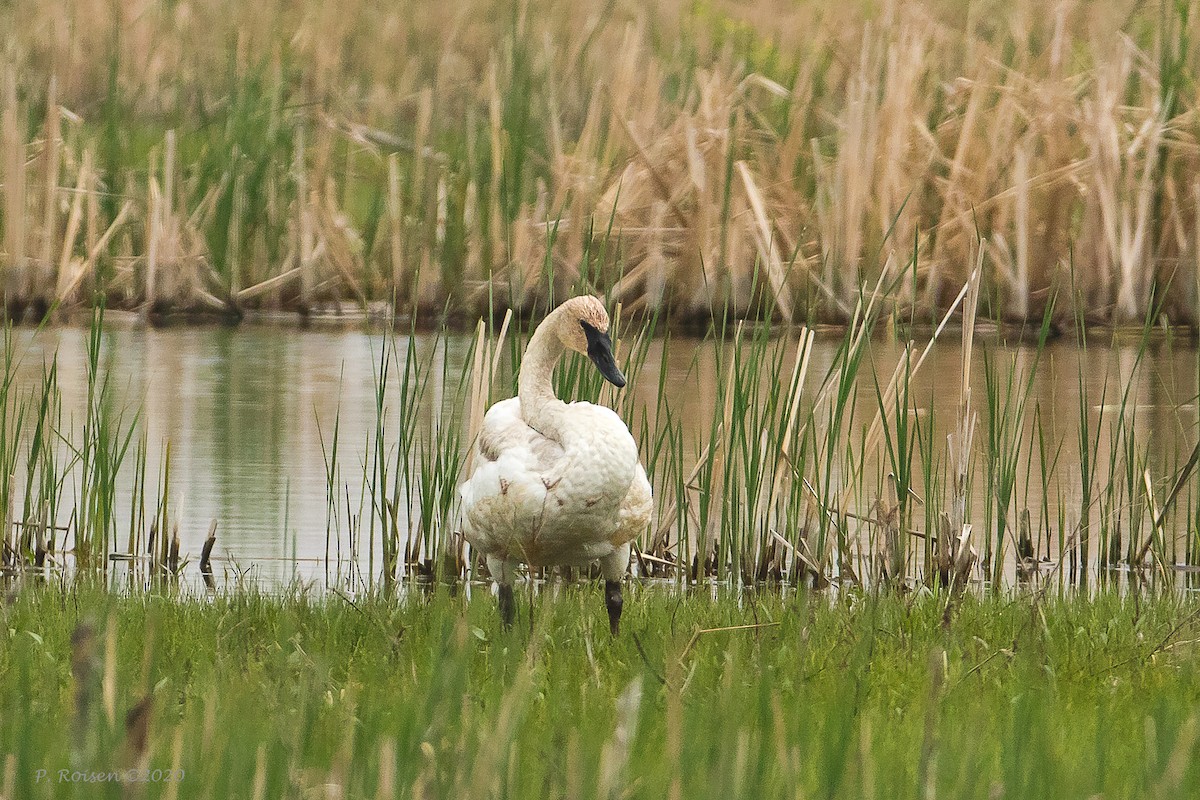 Trumpeter Swan - ML620721473