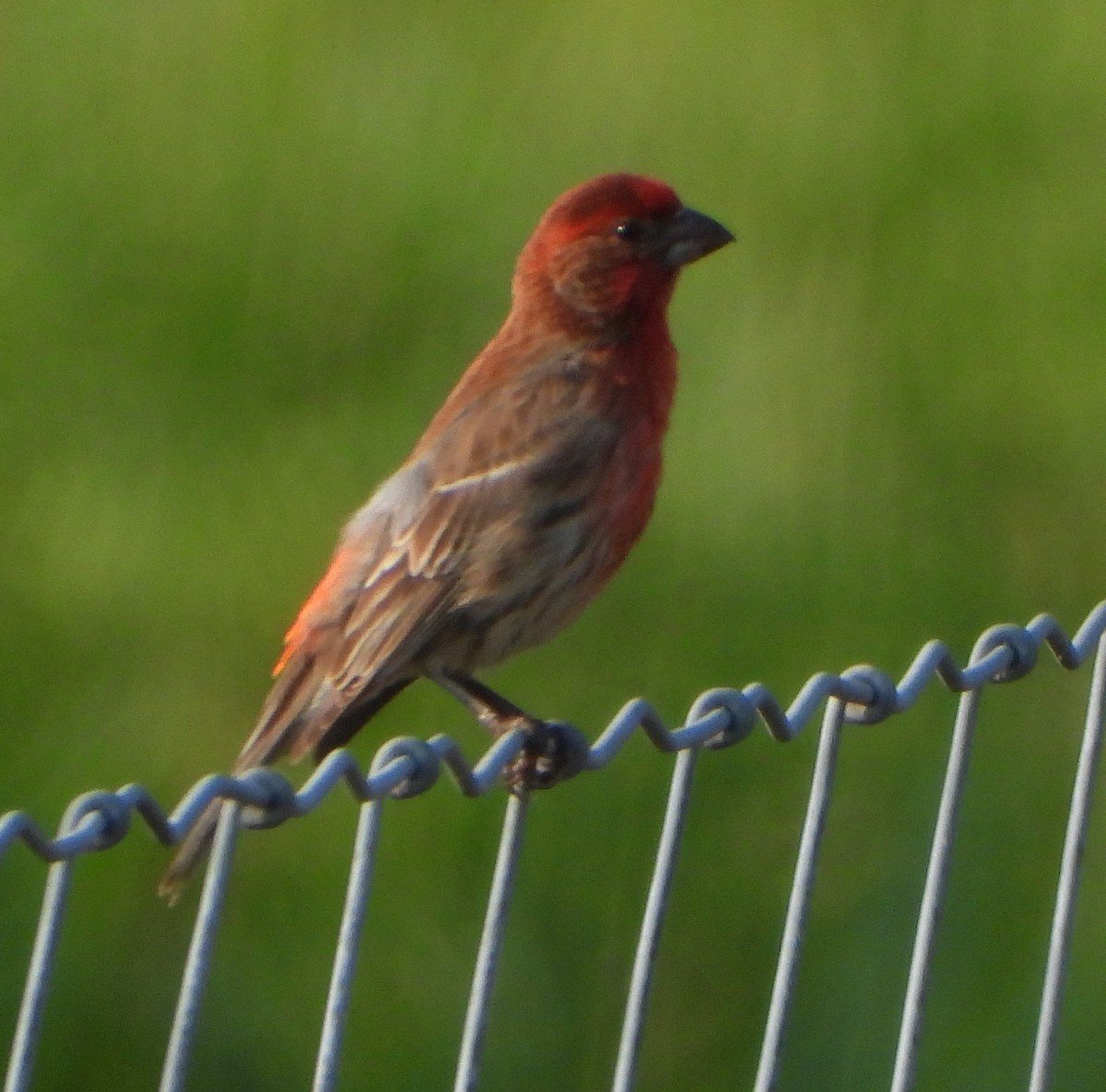 House Finch - Cathy Hagstrom