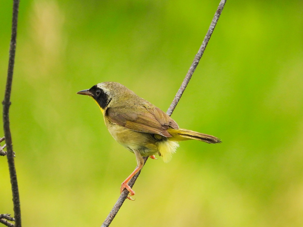 Common Yellowthroat - ML620721477