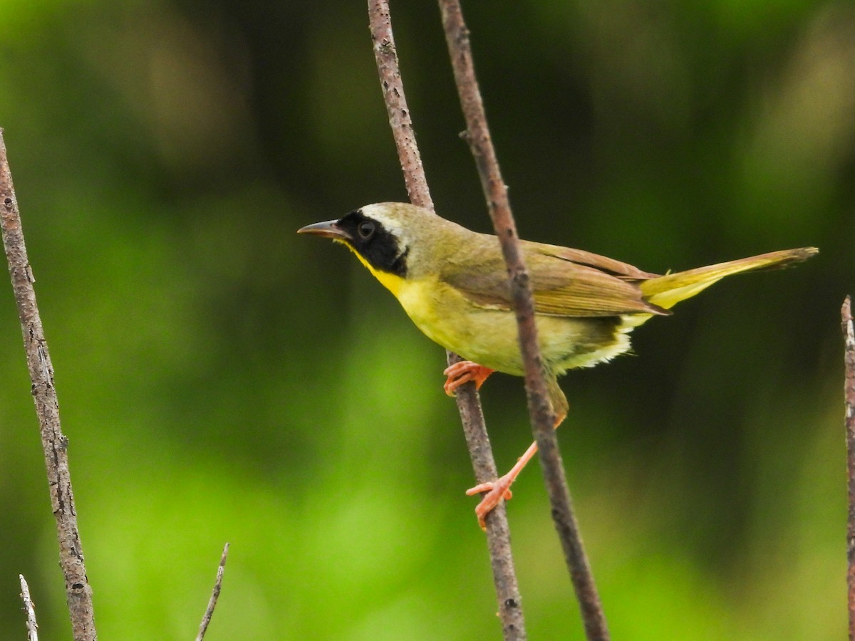 Common Yellowthroat - ML620721478