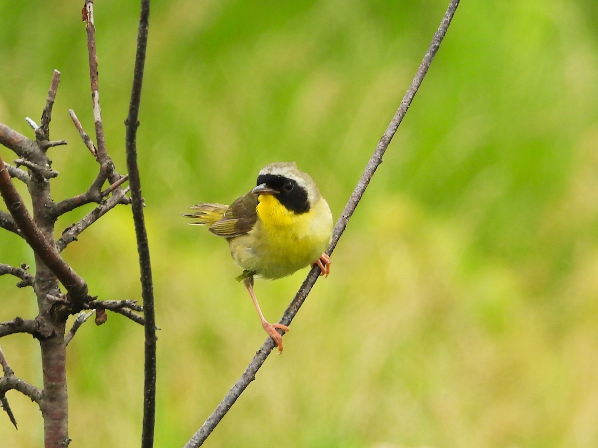 Common Yellowthroat - ML620721479