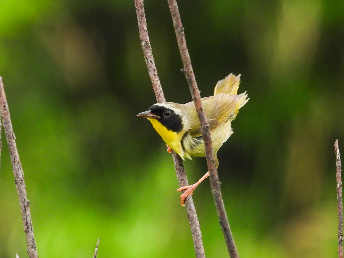 Common Yellowthroat - ML620721480