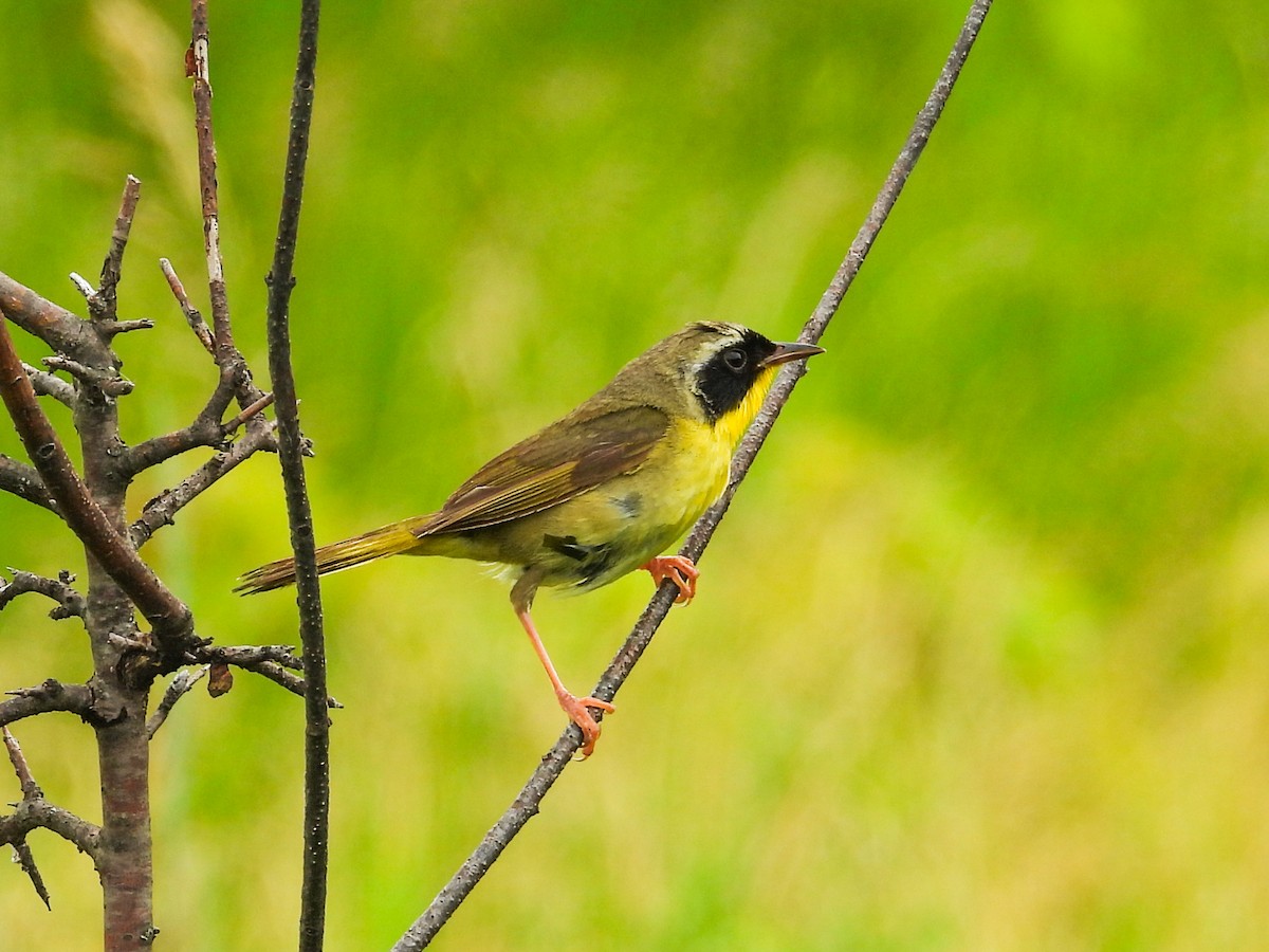 Weidengelbkehlchen - ML620721482