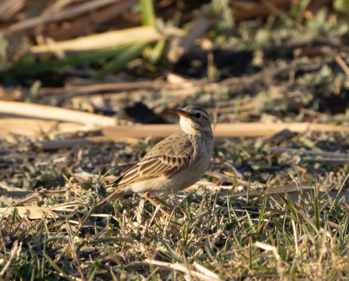 African Pipit - ML620721486