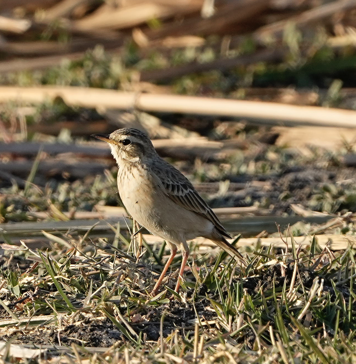 Pipit africain - ML620721487
